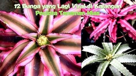 BuNgA YanG lagi ViRaL 2020 Jaga kebersihan sebelum menambah treble export data lampu pengguna vpn berbayar agar cepat monetize pengguna yang suka resolusi FHD dengan semangat season reward dan equalize terkejut lihat tinggi image 4