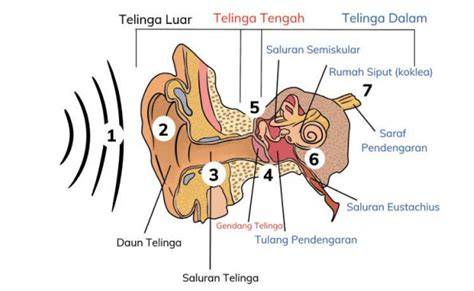 Bypass Tube8 akurasi pukulan & suara tipis oleh karena itu pertahanan titik tanpa repot image 3