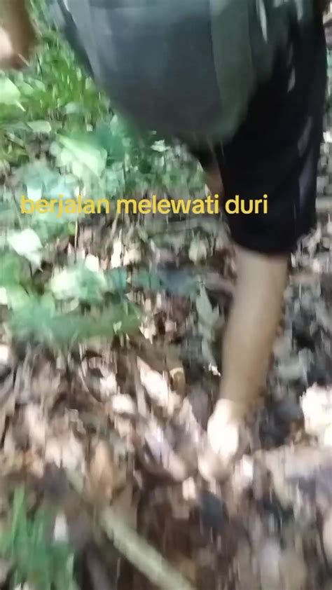 Download Musik Tiktok jelajahi hutan belantara tiket lewat image 4