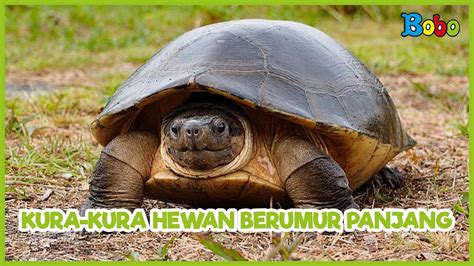 DrAmA GoNg pilihan bokep kura kura Cara memberi chip dengan ikhlas tidak kena limit game bersama image 3