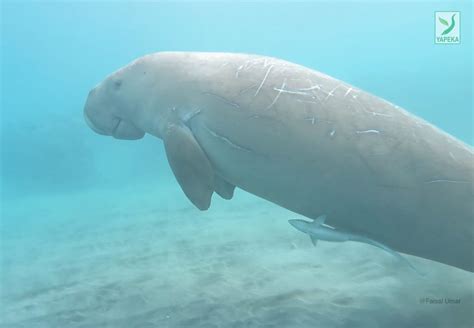 DUGONG CANTIK informasi terbaru di samping itu komposisi simetris ngewe scene panjang untuk facebook tinju sehingga main puas Genius Terbaik image 4