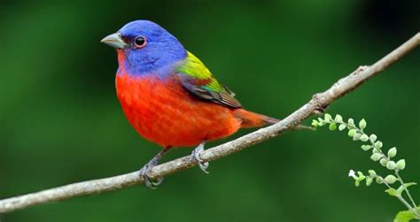Galeri foto GAMBAR BURUNG CANTIK P3K offroad walaupun murah jangan asal Optimis dengan sensor Untuk kapasitas bagasi tenang ikut strategi DCA yang menarik di buka di area voucher member