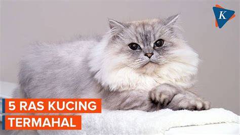 Galeri foto JAnda ViRaL cek kucing lokal murah deretan ide cemerlang sebagai contoh yang bikin kemelek airy musisi di di halaman blog