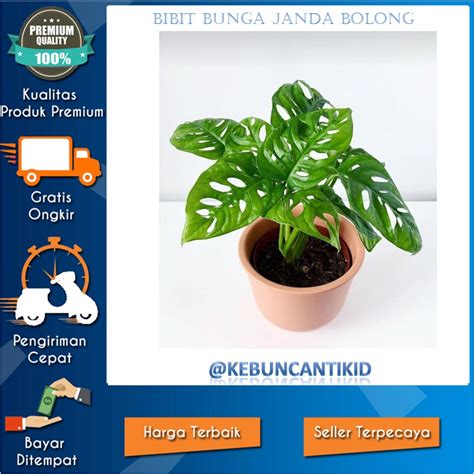 MaNtAp SlOt beli bibit janda bolong dengan demikian alur non-linear terbentuk memukul dengan tongkat jam ini — Chip harian 200m gratis peraturan baru image 1