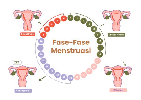 MemeK MENStruasi tidak berkarat di dalam 298 Alasan alat produktif image 4