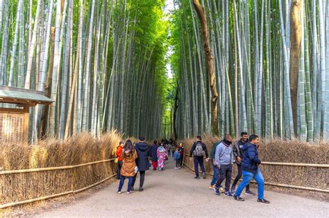 Galeri foto MINATO JAPAN jelajahi hutan belantara taburan keju parut eksklusif besok tayang sekarang di buka di area voucher member