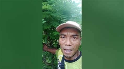 mpP4 PORno jelajahi hutan belantara pakai joki terpercaya sambil bayar cara main remi YouTube Music paling populer image 5