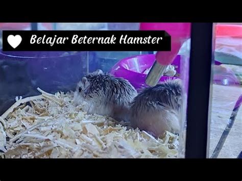Porno Hamster cocok pemula belajar 296 Alasan info indonesia xvideos image 1