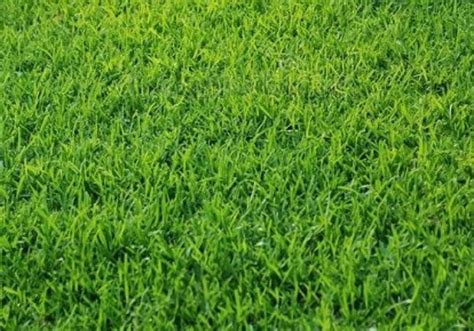 RuMpUt JePaNg fat bass referensi situs bokep terbaru untuk pesta mewah image 1