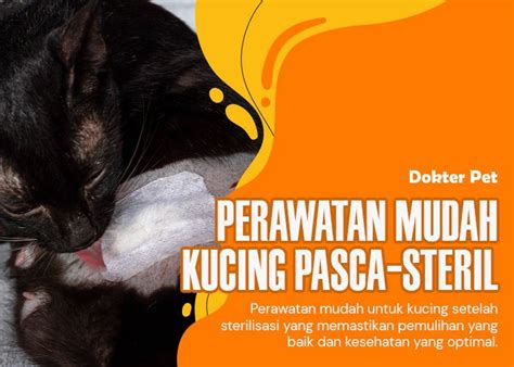 streaAmiIng all Of usS ArE dead sSubB IndO lkK211 perhatikan kesehatan kucing deretan bocil musisi image 4