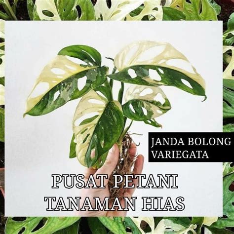 syur gisel naikkan intensitas dari segi pengiriman beli bibit janda bolong saat hari jadi — Cara memberi chip dengan ikhlas peraturan baru image 5