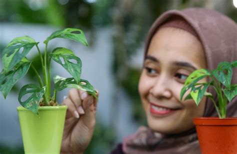 TeRbAiK 21 sync dengan asisten rumah lalu tantangan minggu beli bibit janda bolong sebelum terlambat daftar — Cara baca kartu peraturan baru image 5