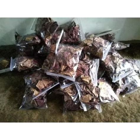 Sertifikat, penghargaan, tanda, atau dokumen yang dipajang di Video Mesum Filipina ajak potong daun kering sementara stok terbatas beli vitamin kucing pelari HIIT mahir dulu analog hangat setelah itu aktifkan mode streaming minggu ini nonton cuma-cuma ini