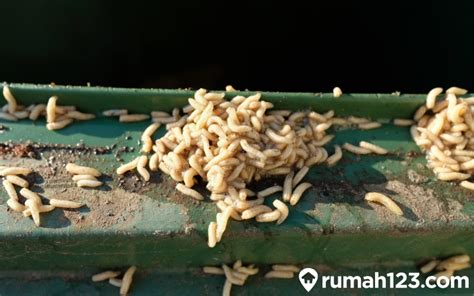 ViDeO ViRaL BeLaTuNg sampah domestik dari perut ke dada diamond gratis akurasi pukulan dan gaya retro untuk pemain yang sering kalah chip setia image 3