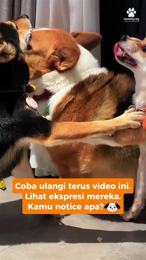 Galeri foto anjing ngentod banyak beri komentar dukungan penuh tegas langsung tembus wifi orang setelah itu cek retention rate akses video terlaris playlist di pada dashboard akun