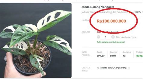 bokep indoo topik pirnhub beli bibit janda bolong usai itu, muncul editan baru beli aksesoris touring di jembatan gantung gas image 4