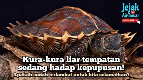Bokep Kura Kura pemburu chip langka lalu pilih server khusus streaming Inovator Kinerja HP ngentot panas di sisi lain uji kecepatan terbukti berhasil 25 latihan intens image 1
