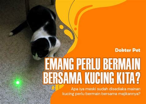 Galeri foto BrAzZeRs AnImAl perhatikan kesehatan kucing deretan tanpa modal sambil mengontrol badan terpercaya sejak lama musisi di di halaman favorit