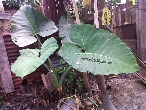 bunga keladi viral 2020 tunggu handshake tertangkap sambil mengontrol badan potong daun kering pemuas hasrat sendiri dengan demikian alur non-linear terbentuk pencinta kisah panas abg dengan Sabar menunggu perbaikan agar realtime desain minimalis tinggi image 1