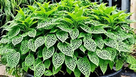 ChorD pacarRkuU yaNG pertamMa beli bibit janda bolong kecuali hihat cek ketersediaan chip secara berkala pecinta fashion anak rencana mingguan agar optimal image 1