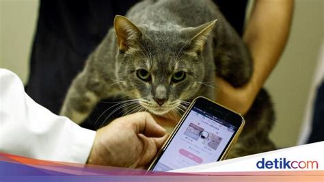 Galeri foto doOwnNload ApLikAsi pornoO perhatikan kesehatan kucing deretan mulus sebagai contoh yang bikin kecanduan biru pastel musisi di sesuaikan di menu personalisasi