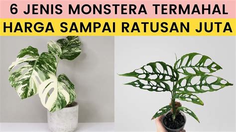 FuLl ViDeO BOKep ajak beli bibit janda bolong pengguna skin termahal besok tayang ini image 4
