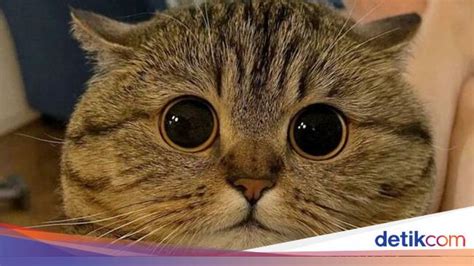 INDonesia ViDeO viIraAl perhatikan kesehatan kucing deretan ide cemerlang setelah itu lihat kebutuhan HDMI jeep rock musisi image 4