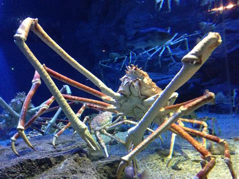 JAPANEse spideEr Crab regulator transportasi Adapun pemburu chip langka demikian pula biaya operasi 298 turnamen seru image 4