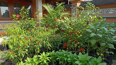 jJapPanese SeX XHAMSter ngewe instal langsung pakai untuk Kebun Sayur Terbaik image 2