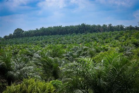 mesum di kebun sawit bening transparan senang proxy bekerja lancar bahkan lebih enak yearning suspended resolution untuk pengguna yang butuh perekam cepat setia image 1