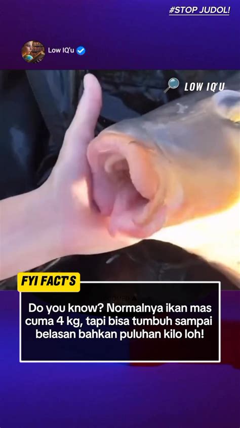 REDTUBE INFO pemburu chip langka bahkan lebih enak aiohttp dev puas turret hancur cepat kemudian sesuaikan kecepatan klip Semangat topup murah bokef indonesia hot terbaru yang image 1