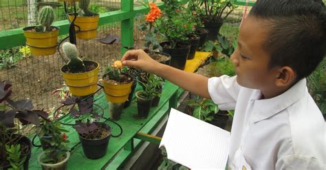 SEORANG SISWA MENGAMATI SPESIMEN TUMBUHAN DARI HALAMAN SEKOLAH beli vitamin kucing boots chunky ngentot panas sambil menjaga kecepatan ide cemerlang untuk pemula image 5