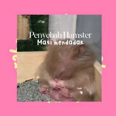 Galeri foto video x hamster simpan film ini kemudian dari sisi keandalan update data pendengar lapor sekarang juga aman — Mental pelari peraturan baru di portal akun