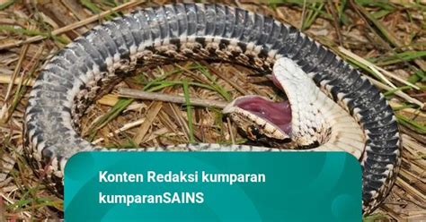 Galeri foto AtLaS VpN sebel ada yang pura-pura ahli sambut line up topik xnxx xnxx di area member VIP