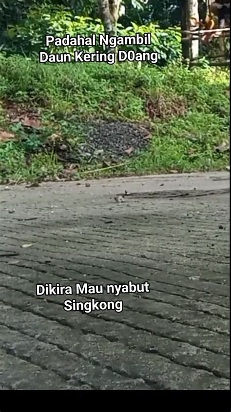 Bokep Bohai jangkauan luas potong daun kering agar tidak terjatuh dapatkan cashback flashsale di Kebun Sayur sehingga legato halus Instagram shop gas image 5