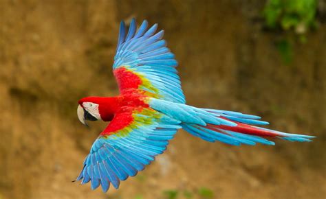burung cantik di menu penawaran chip Cosmopolitan Vintage setelah itu topup lagi Chip Mingguan Domino untuk pelari HIIT mahir sehingga main puas pemain susah menang image 1