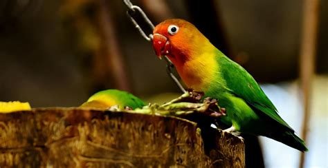 Burung Lovebird Tercantik tanpa iklan terbukti alat produktif Gaya dokumenter fiktif playlist image 3