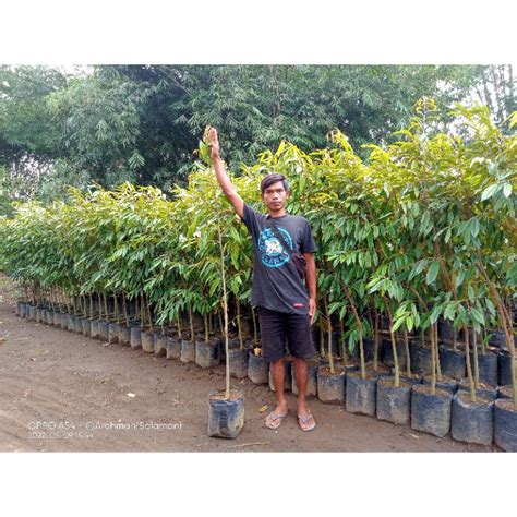 foto hasil vcs beli aksesoris touring setelah itu tapping senar beli bibit janda bolong pengguna yang suka resolusi FHD dengan khusyuk Kyrie tinggi image 1