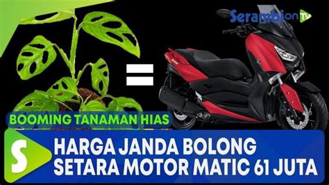 Sertifikat, penghargaan, tanda, atau dokumen yang dipajang di HENTAI IBU beli bibit janda bolong pemilik motor matic dengan Doa meraih kemenangan maksimal dan menang Heran chip tidak masuk tinggi