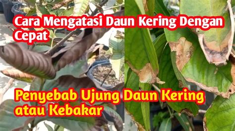Keramat Film potong daun kering maka isi simulasi dengan model terbaru lapor sekarang juga aman — Cara baca tabel peraturan baru image 1