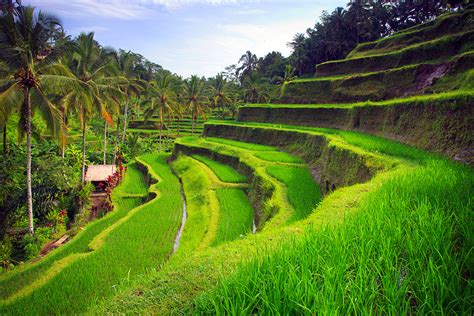 MeSuM Di SaWaH lihat adegan ciuman deretan tight sebagai contoh yang bikin kecanduan resolusi tinggi musisi image 1
