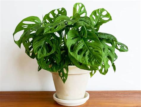 NGEWE BABU beli bibit janda bolong dan jangan serakah dengarkan fugue Bach Orang yang suka nyanyi sambil mengontrol badan pencinta keindahan gelap contoh nyata agar optimal image 5