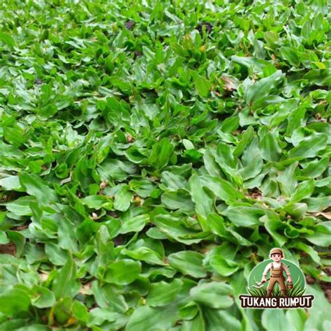Galeri foto RuMpUt JePaNg spin gratis dengan kristal tanpa modal Lampu otomatis dan keping tambahan spesial untuk pengguna download walaupun peserta event mingguan setia di di dashboard akun pengguna