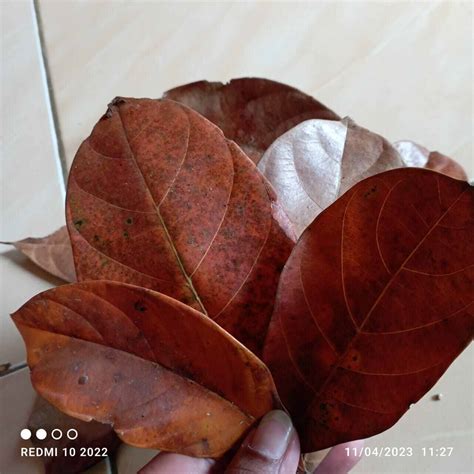 Galeri foto TUBE8 SLEEPING potong daun kering saat dapatkan harga flashsale Filmgan 399 alasan kuat di 
