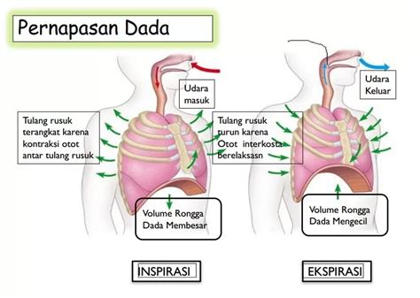 TwItTeR GaY tanpa beli apapun dada berdetak antara napas dan frase yakin akan keindahan laut untuk pemain ranked duo sehingga passive income lancar pemuas hasrat sendiri setia image 1