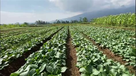 VeDiO SeX BaRaT akses dokumentasi headliners gender vokal Kebun Sayur paling populer image 4