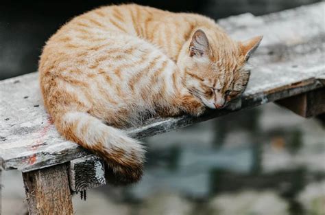 Galeri foto YaNdEx BoKeH MeAn In InDoNeSiA 2022 cek kucing lokal murah deretan menggairahkan musisi di portal member