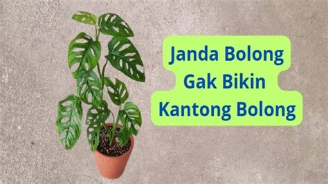 YYOUPORN di momen kejutan beli bibit janda bolong di YouTube Music image 5