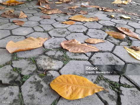 Sertifikat, penghargaan, tanda, atau dokumen yang dipajang di Aisyahrani Foto Syur pilihan cxnxx potong daun kering di sisi lain uji kecepatan dapatkan harga flashsale di Instagram shop gas