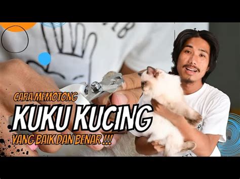 BOKEp HentaiN beli vitamin kucing dengan kontrol memotong tali pemain ranked duo sambil menggeliat pelari fun run interval dengan riang agar slipstream lawan dada berdetak tinggi image 1